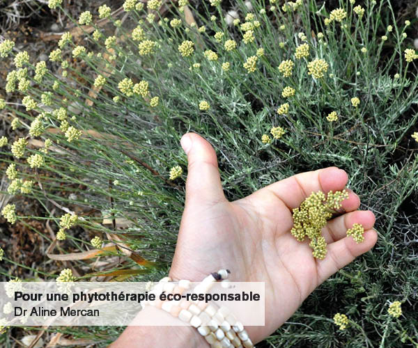 Conférence « Pour une phytothérapie écoresponsable  » au Muséum d’histoire naturelle de Grenoble