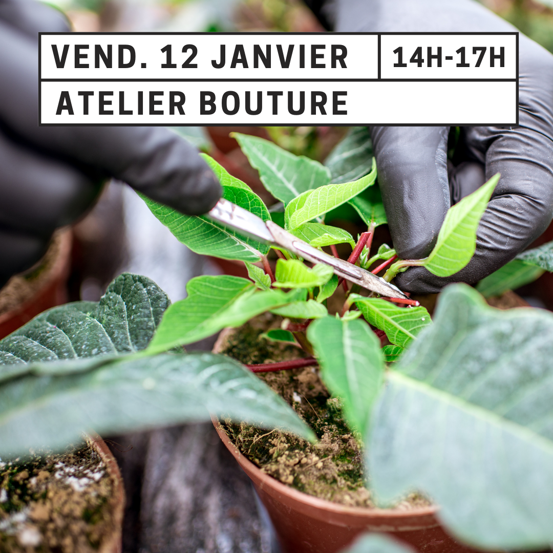 [Atelier Bouture]