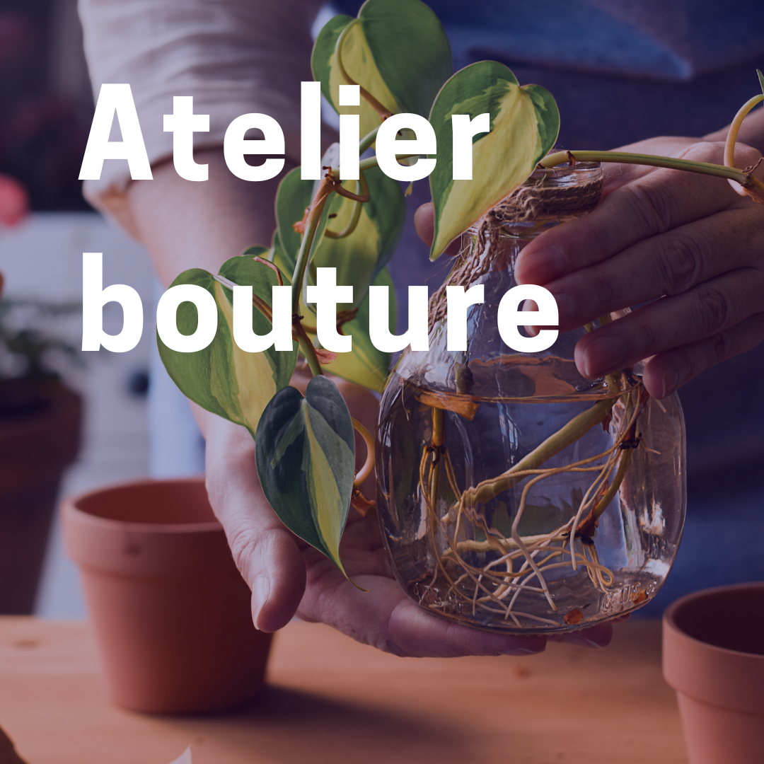 Atelier Bouture