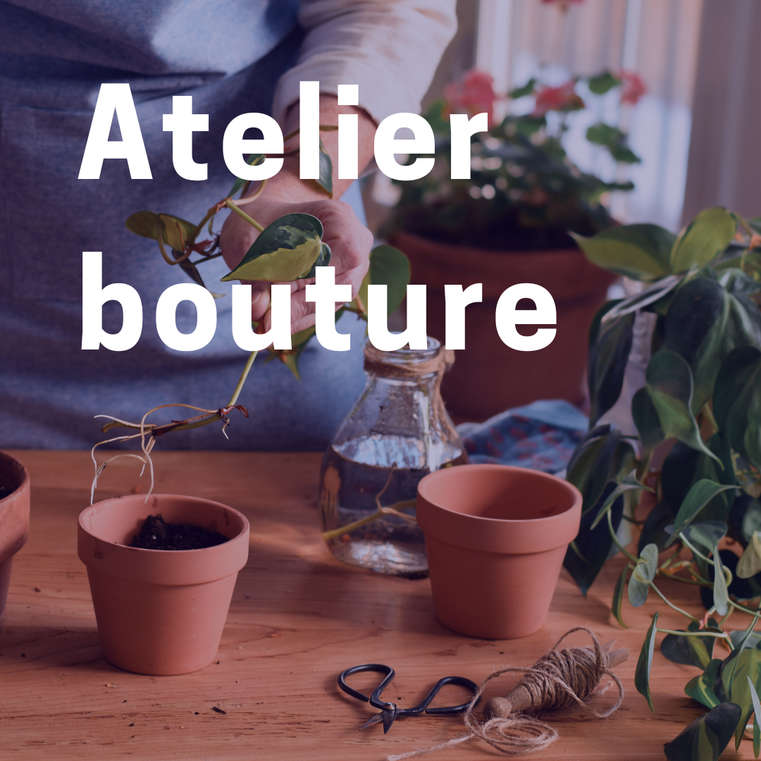 Atelier Bouture