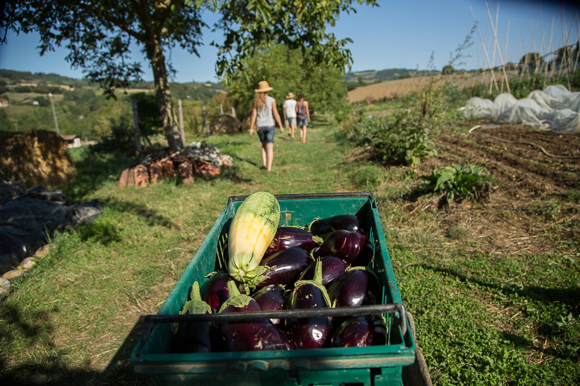 Récoltes, cuisine, conserves, partages & dégustations